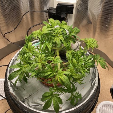 Rainbows growlog photo: Trimmed