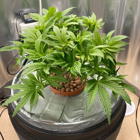Rainbows growlog timeline photo