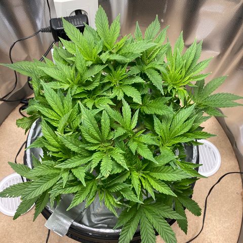 Rainbows growlog timeline photo