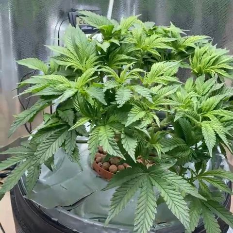Rainbows growlog timeline photo