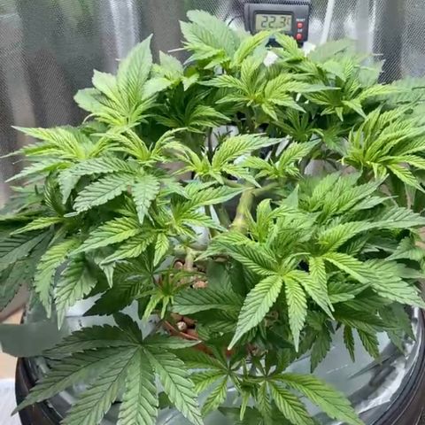 Rainbows growlog timeline photo