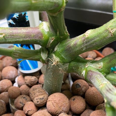 Rainbows growlog timeline photo
