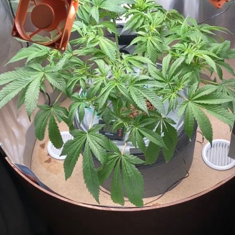 Rainbows growlog timeline photo
