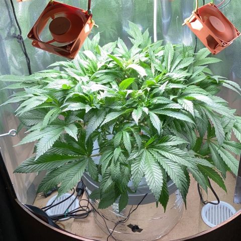 Rainbows growlog timeline photo