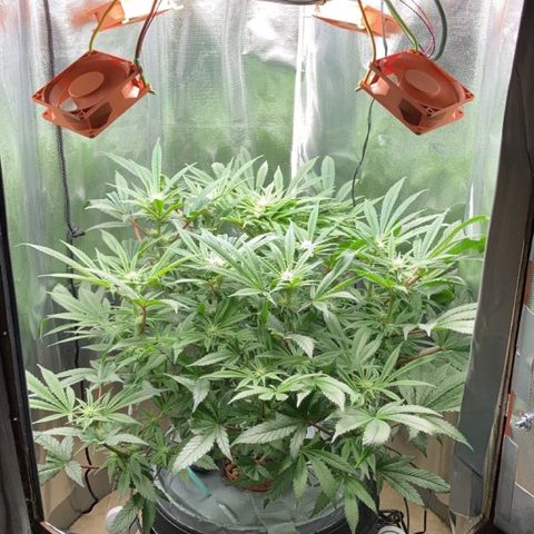 Rainbows growlog timeline photo