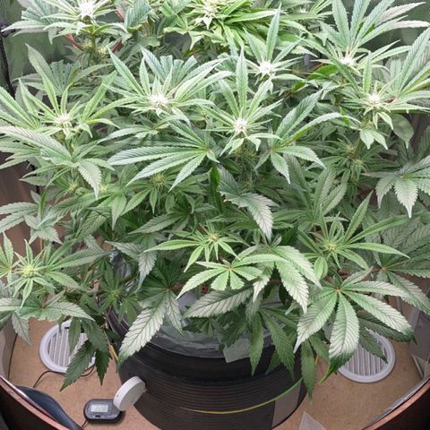 Rainbows growlog timeline photo