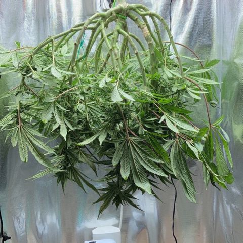 Rainbows growlog timeline photo