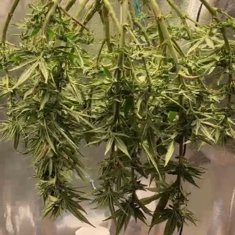Rainbows growlog timeline photo