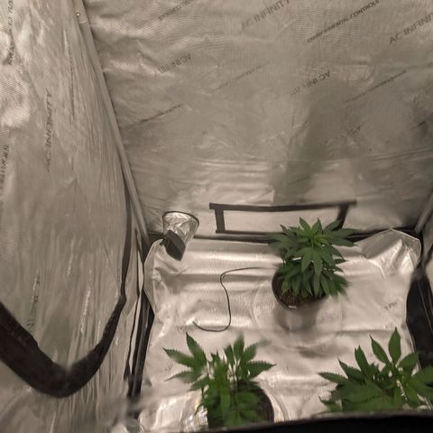 PG-13 growlog timeline photo