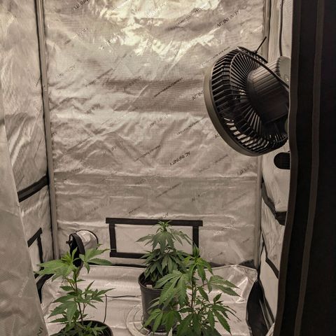 PG-13 growlog timeline photo