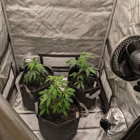 PG-13 growlog timeline photo