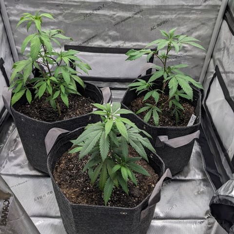 PG-13 growlog timeline photo