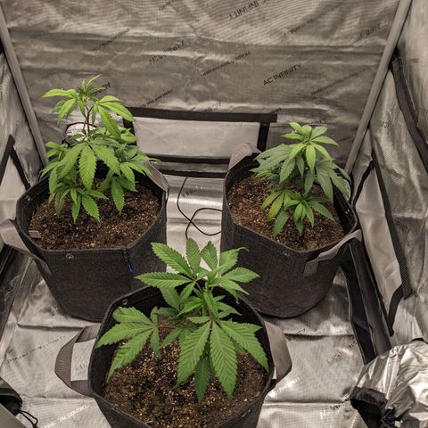 PG-13 growlog timeline photo