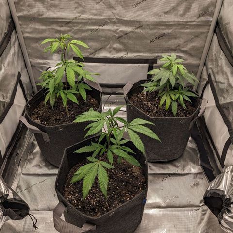 PG-13 growlog timeline photo