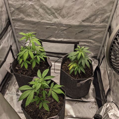 PG-13 growlog timeline photo