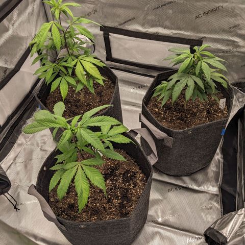 PG-13 growlog timeline photo