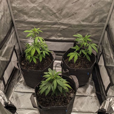 PG-13 growlog timeline photo