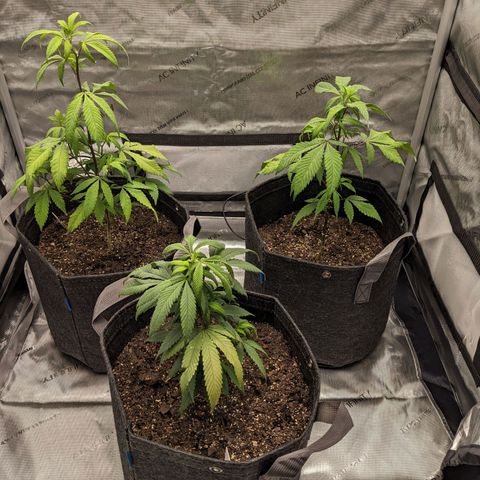 PG-13 growlog timeline photo