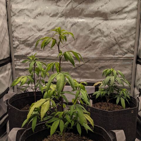 PG-13 growlog timeline photo