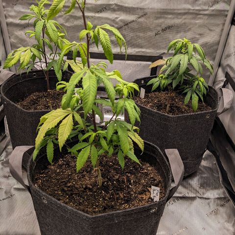 PG-13 growlog timeline photo