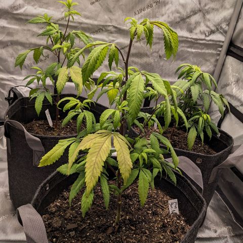 PG-13 growlog timeline photo