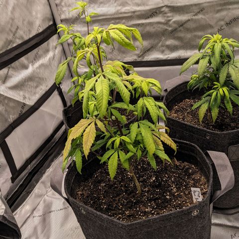 PG-13 growlog timeline photo