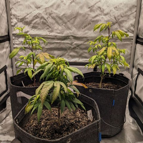 PG-13 growlog timeline photo