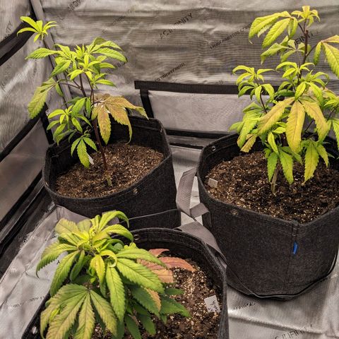 PG-13 growlog timeline photo