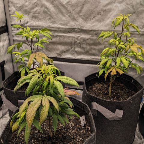 PG-13 growlog timeline photo