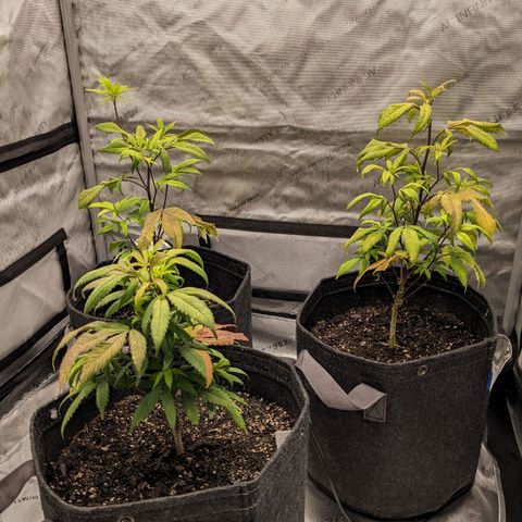 PG-13 growlog timeline photo