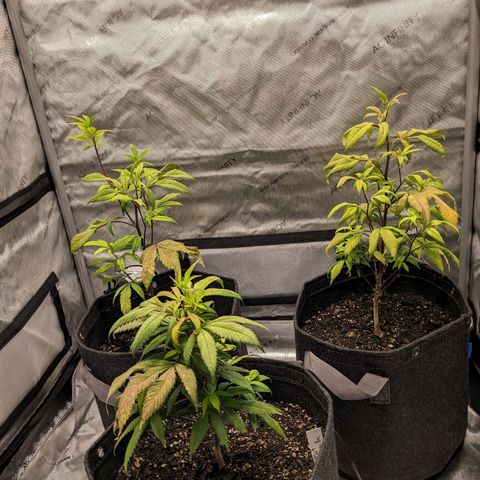 PG-13 growlog timeline photo