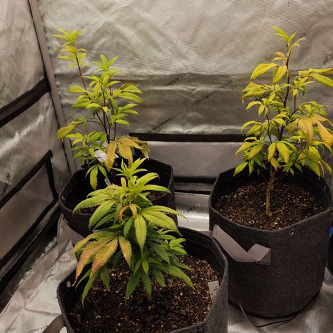 PG-13 growlog timeline photo
