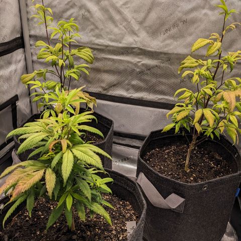 PG-13 growlog timeline photo