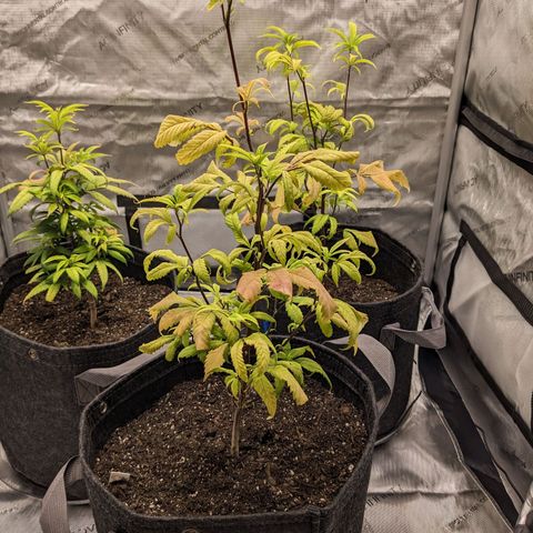 PG-13 growlog timeline photo