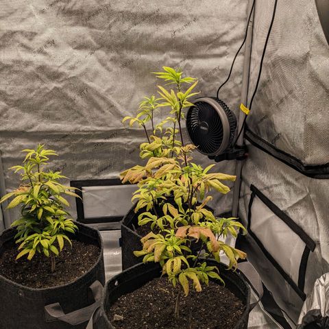 PG-13 growlog timeline photo
