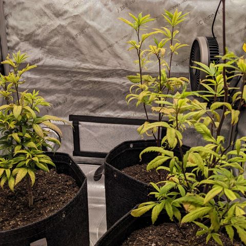 PG-13 growlog timeline photo