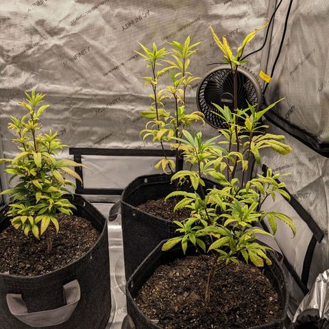 PG-13 growlog timeline photo