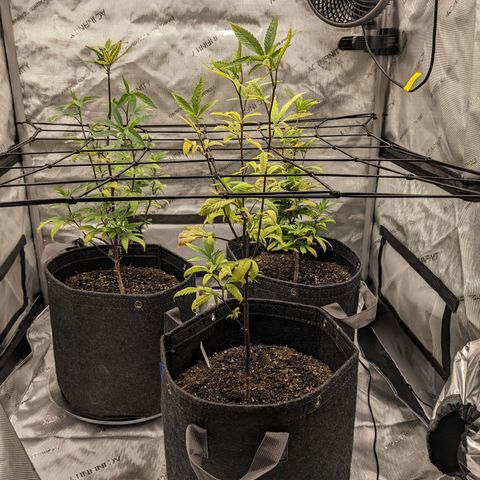 PG-13 growlog timeline photo