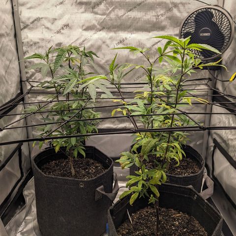 PG-13 growlog timeline photo