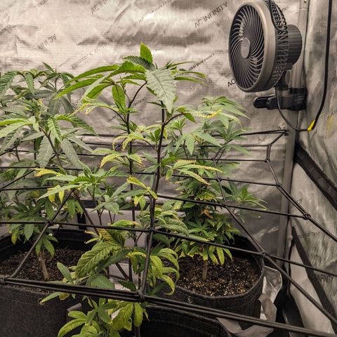 PG-13 growlog timeline photo