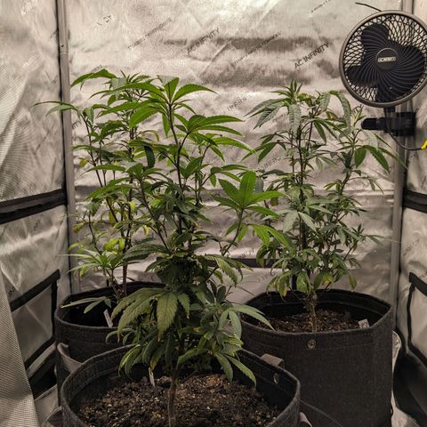 PG-13 growlog timeline photo