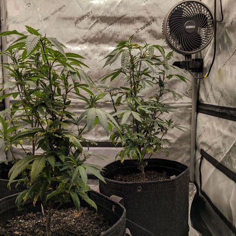 PG-13 growlog timeline photo
