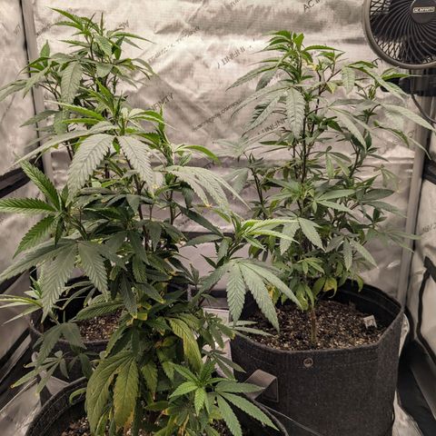 PG-13 growlog timeline photo