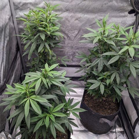 PG-13 growlog timeline photo