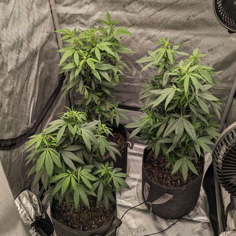 PG-13 growlog timeline photo