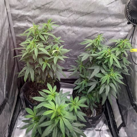 PG-13 growlog timeline photo