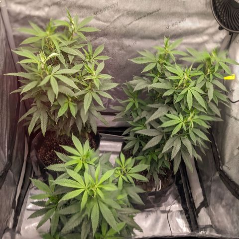 PG-13 growlog timeline photo