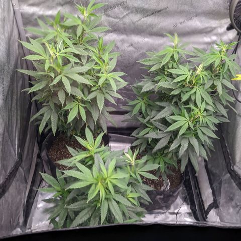 PG-13 growlog timeline photo
