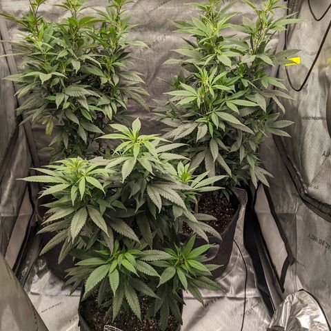 PG-13 growlog timeline photo