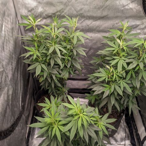 PG-13 growlog timeline photo